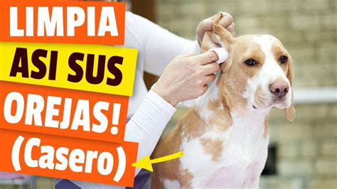 C Mo Hacer Un Limpiador De Orejas De Perro Casero Youtube