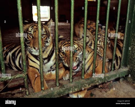 Indochinese tiger (Panthera tigris corbetti). Hanoi Zoo, Vietnam Stock ...