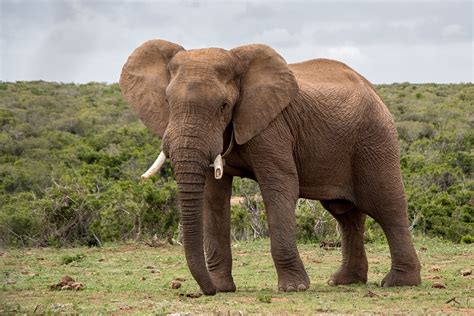 Elefante Fauna Silvestre Mamífero Foto gratis en Pixabay