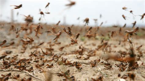 Bug nutrition boost: South Korea adds locusts to approved edible insects list in alternative ...