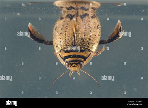 Lesser Diving Beetle Acilius Sulcatus Hi Res Stock Photography And