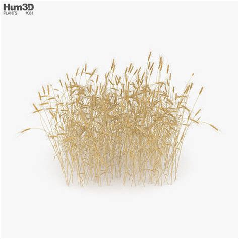 Wheat Field 3d Model Cgtrader