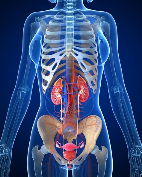 Female urinary system stock illustration. Image of abdomen - 36221015