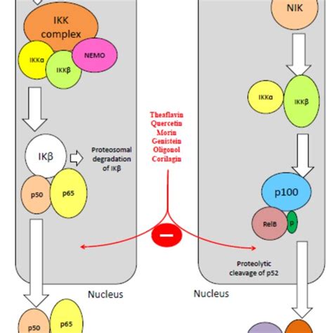 Nf‐κb Signaling Pathway A Canonical Pathway Induction With Various