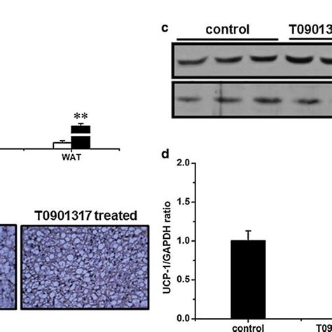 Influence Of T0901317 Treatment On Ucp 1 Gene Expression A Expression