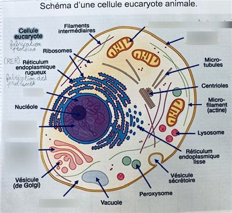 schéma d'une cellule eucaryote animale Diagram | Quizlet