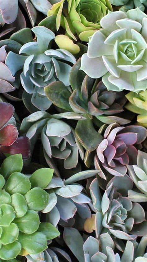 Succulent Aesthetic Desktop Wallpapers on WallpaperDog