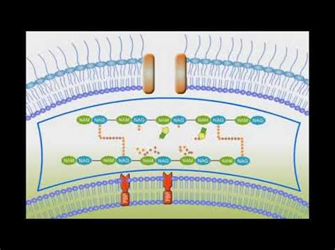 Penicillin Mechanism Of Action Animation