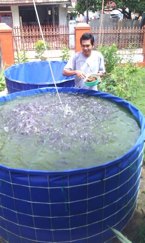 Cara Budidaya Ikan Lele Di Kolam Bundar Palembang Jual Kolam Bundar Palembang