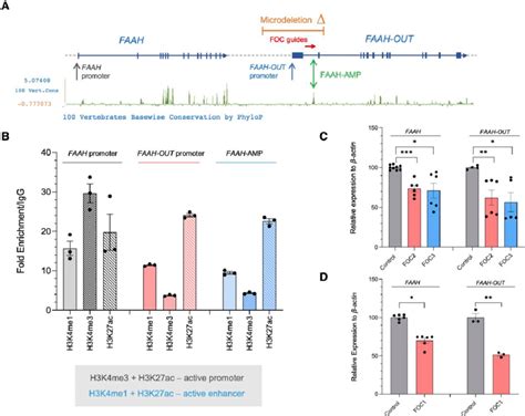 Highly Conserved Faah Element Regulates Both Faah Out And Faah