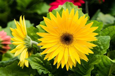 Yellow Gerbera daisy plant | High-Quality Nature Stock Photos ...