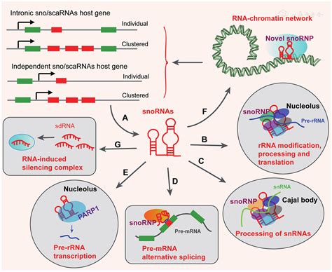 Small Nucleolar Rna Is Potential As A Novel Player In Leukemogenesis