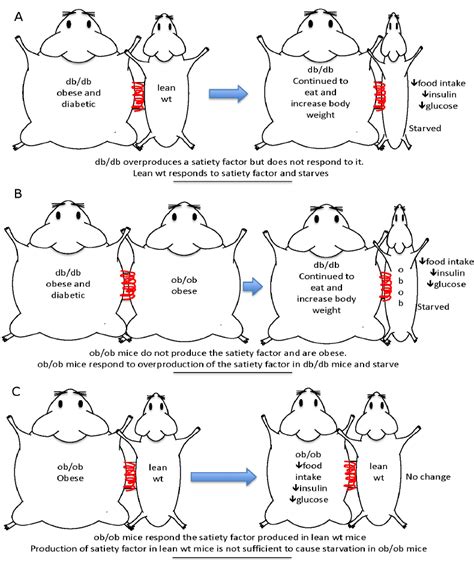 A Summary Of Parabiosis Experiments Proving The Hypothesis That A