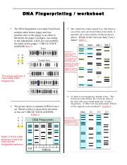 Dna Fingerprinting Worksheet Pdf Name Date Period Dna