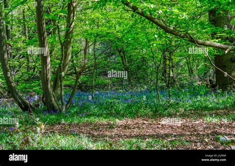 Bluebells In The Woods In Essex Countryside In Springtime Stock Photo