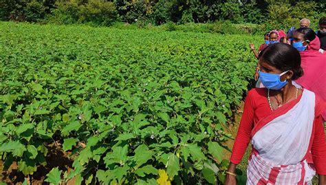 From Collecting Forest Produce To Collective Farming By Suman Gayen