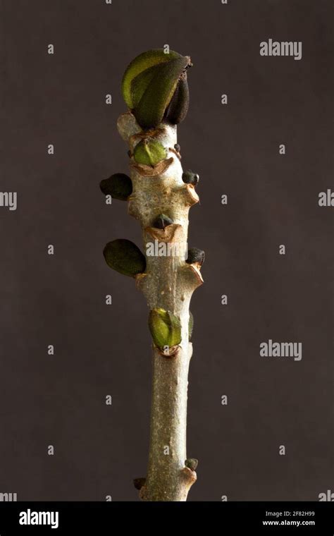 El árbol de fresno tiene brotes de hojas cónicas de color negro y sooty ...