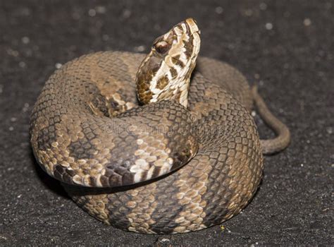 Cottonmouth Snake Illinois Stock Photos Free And Royalty Free Stock