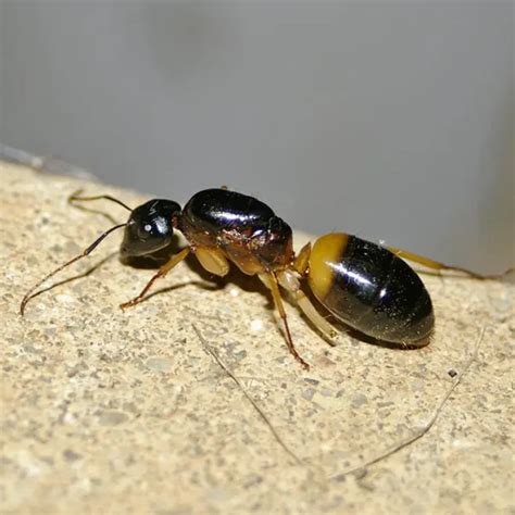 Banded sugar ant - Facts, Diet, Habitat & Pictures on Animalia.bio