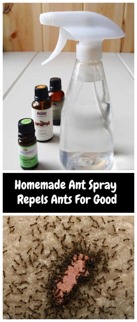 Homemade Ant Repellent Spray To Get Rid Of Ants For Good | Get rid of ...