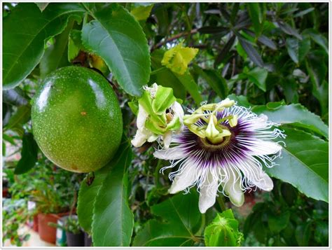 DIÁRIO A NATUREZA 04 DE ABRIL FLOR DO MARACUJÁ PASSION FLOWER