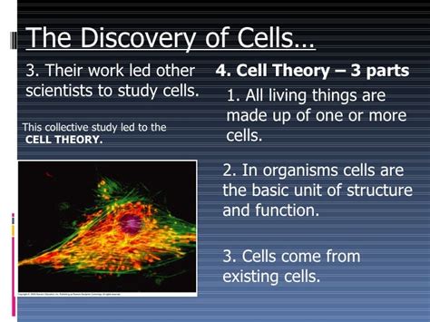 The discovery of cells notes