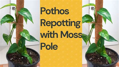 Pothos Plant With Moss Stick Repotting Pothos With Moss Pole Youtube