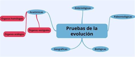 Organizador Grafico Sobre Las Pruebas De Evolucion Brainly Lat