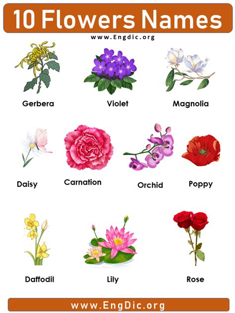 10 Flowers Names With Pictures Flowers Names List Flower Images With