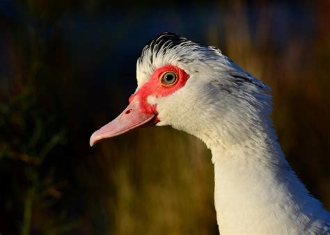 Muscovy Duck Photograph By Gavin Macrae Fine Art America