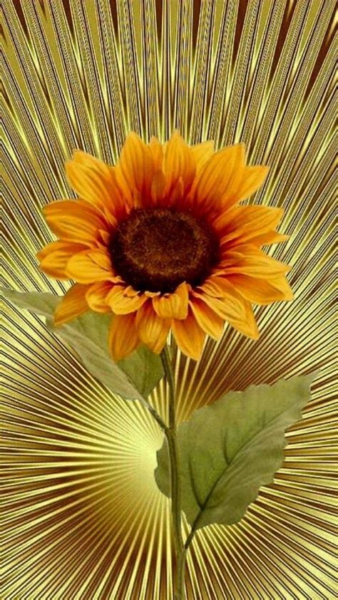 Pin By Hatice Alyaz On Idea Pins By You In Sunflower Pictures