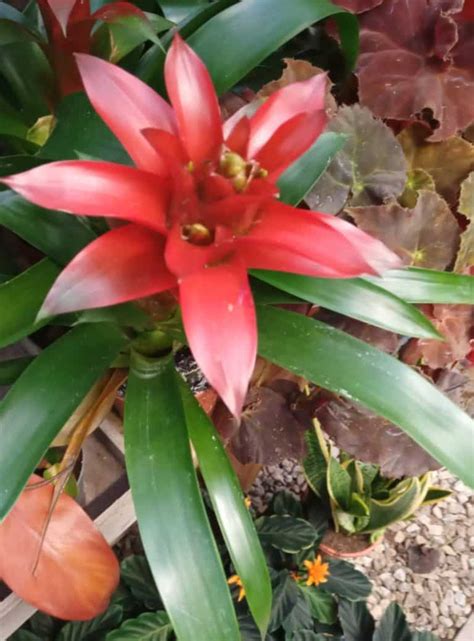 How To Revive A Dying Bromeliad Gardener Report