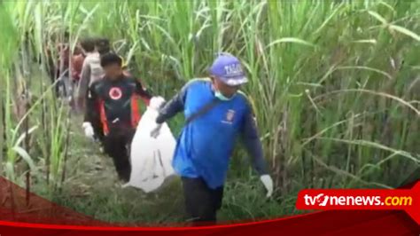 Kerangka Manusia Di Kebun Tebu Gegerkan Warga Kepanjen Kabupaten Malang