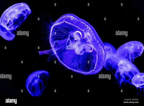 Glowing Jellyfish Swimming In The Water On Black Background Stinging