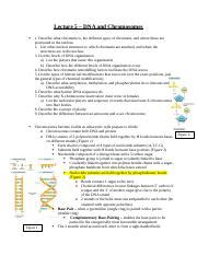 Cell Bio Lecture Docx Lecture Dna And Chromosomes Describe