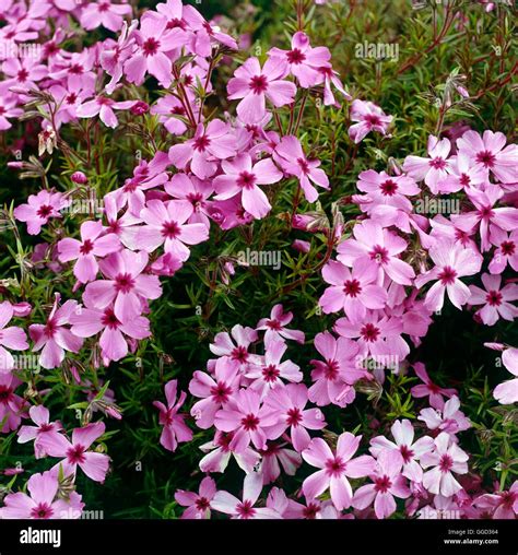 Phlox Subulata Red Wings Agm Alp Stock Photo Alamy