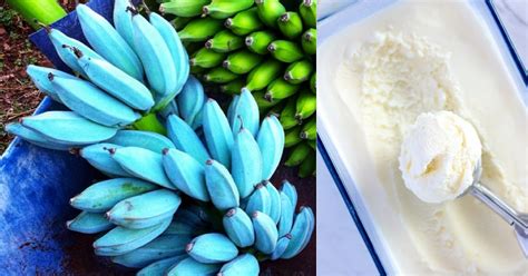 Tasty Blue Java Banana Feels Like Eating A Delicious Vanilla Ice Cream