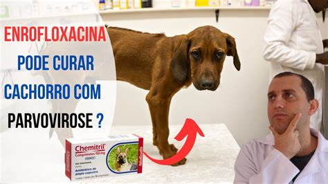 Enrofloxacino Cura Cachorro Parvovirose YouTube