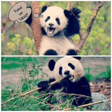 Lazy Panda GIFs | Tenor