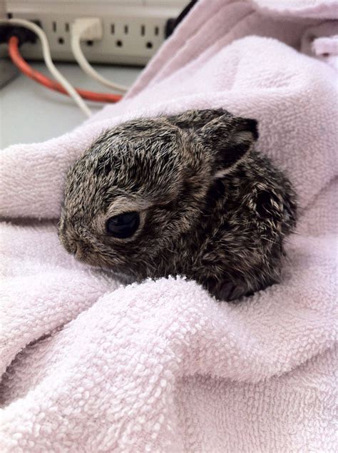 Tiny Baby Bunnies That Is All Hop To Pop