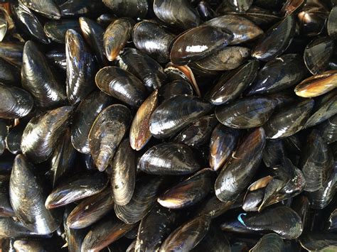 Comment Conserver Des Moules Pendant 2 Jours