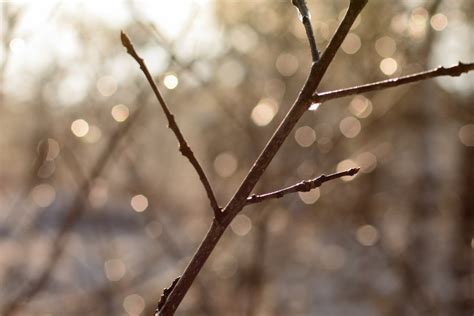 Free Images Tree Water Nature Branch Blossom Snow Winter