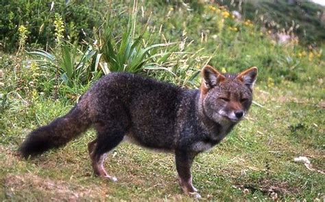 Darwin's fox