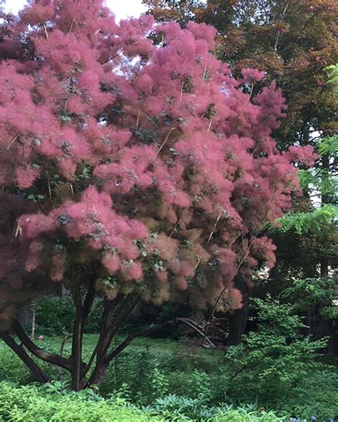 American Smoke Tree - Heritage Tree Care - Central Texas Arborist Services