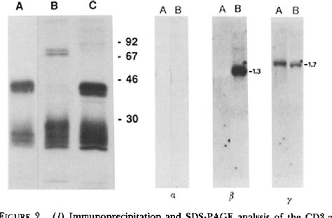 Figure From Antigen Recognition By Human T Cell Receptor Gamma