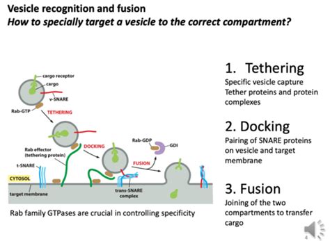 Vesicle Tethering Docking And Fusion Flashcards Quizlet