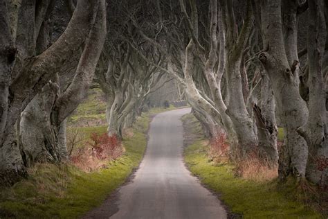 The Dark Hedges – Aidan Curran Photography