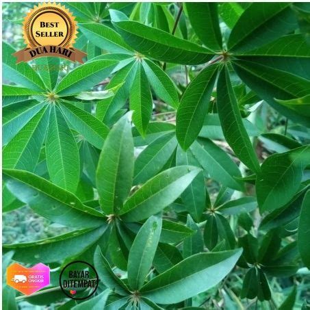 DAUN RANDU DAUN KAPUK SEGAR 1KG Lazada Indonesia