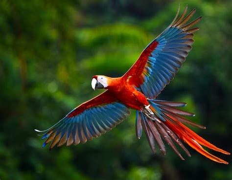 Red Parrot In The Rain Macaw Parrot Flying In Dark Green Vegetation