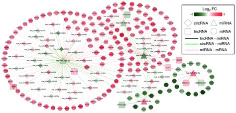 LncRNA CircRNAmiRNAmRNA CeRNA Network In Lumbar Intervertebral Disc